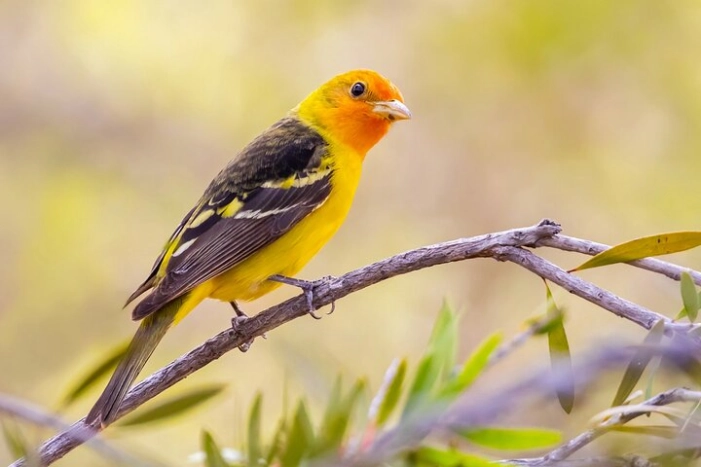 Private California Birding Photography Full DayTour