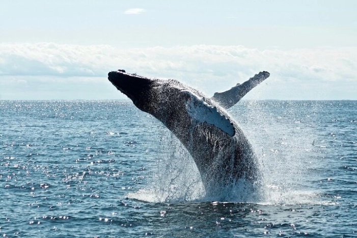 New York City Whale Watching and Wildlife Tour