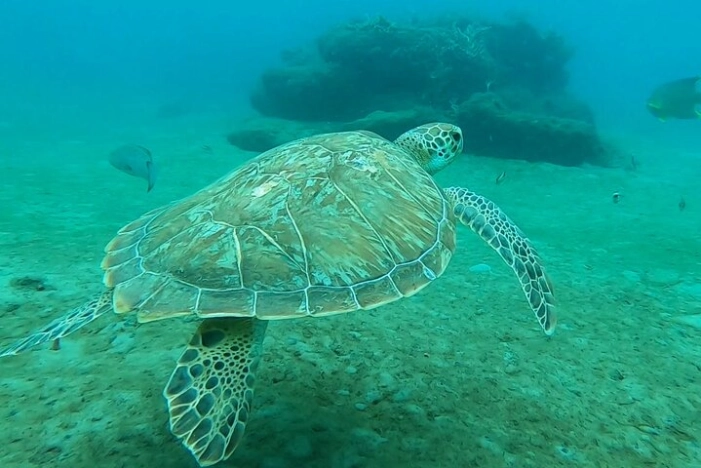 2 ½ - Hour Guided Snorkel Tour of Phil Foster Park, Free Videos!