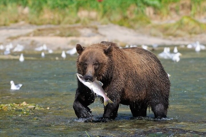 Wildlife Safari & Bear Viewing from Skagway