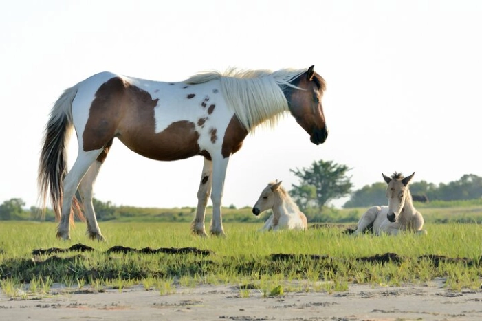 Small Group Boat Tours of Chincoteague & Assateague - Wild Ponies