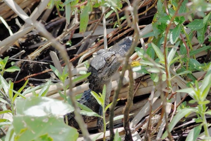 Image 6