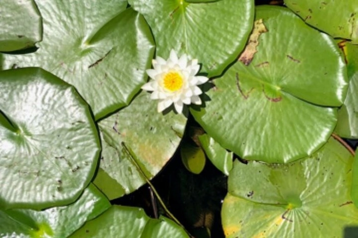 Image 10