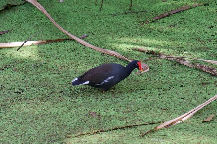 Image 33