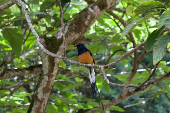 Image 33
