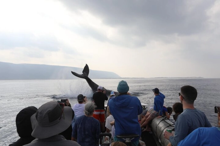 Whale Watching Expedition on Kauai 