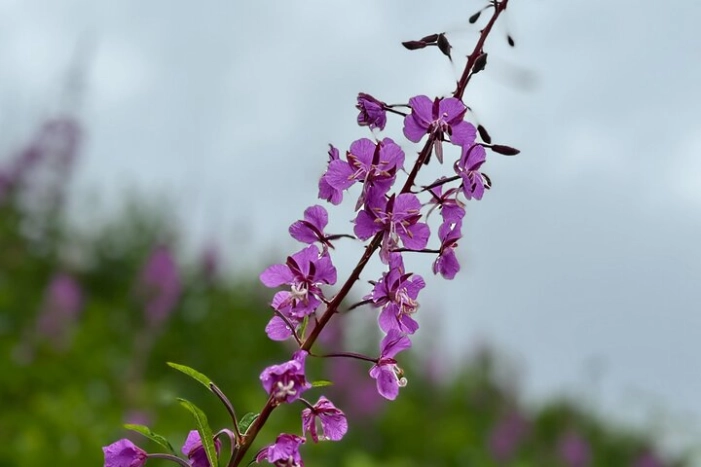Image 20