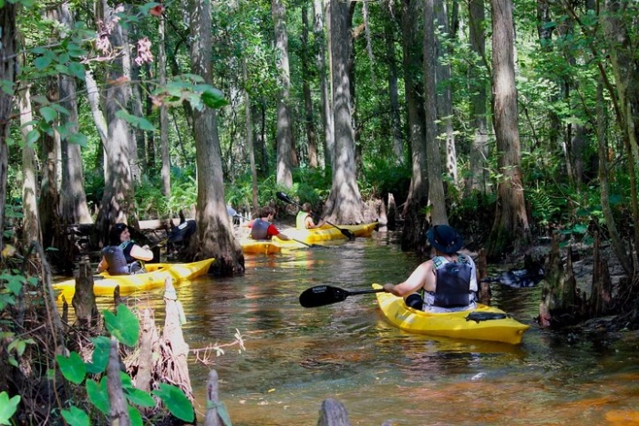 Cypress Forest: Guided Nature Kayak Eco-Tour