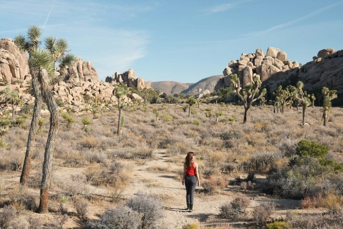 1-day Private Tour to Joshua Tree National Park from Los Angeles