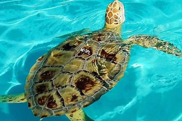 Turtle Hospital and Lower Florida Keys Day Trip from Key West