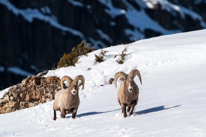 Half Day Private Wildlife Photography Tour in Yellowstone