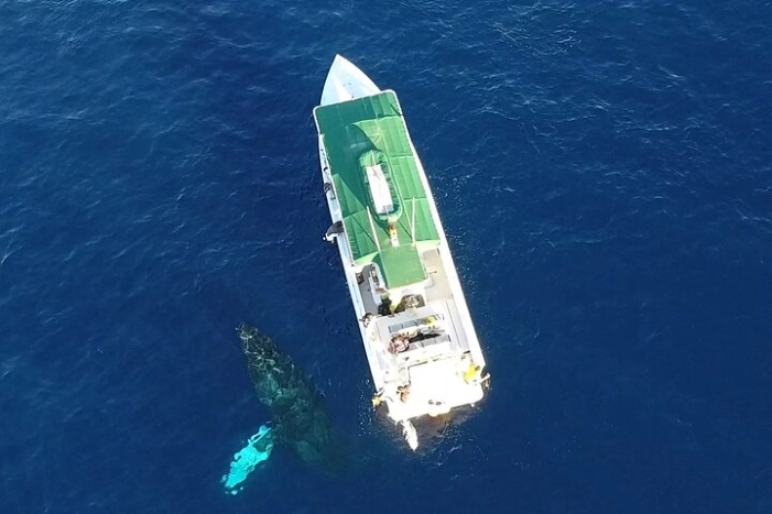 Private Charter Humpback Whale Watching & Dolphin Search 
