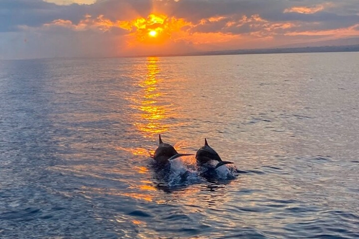 Hilton Head Island Sunset Dolphin Tour