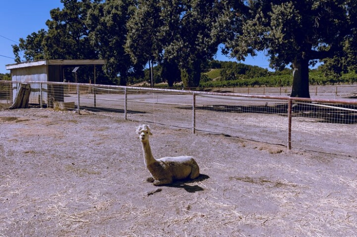 Image 6