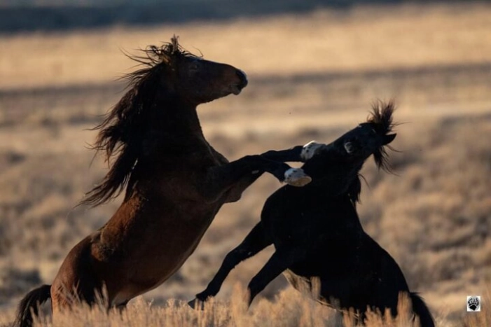 Red Canyon Small Group Wild Mustang Van Tours in Cody Wyoming 