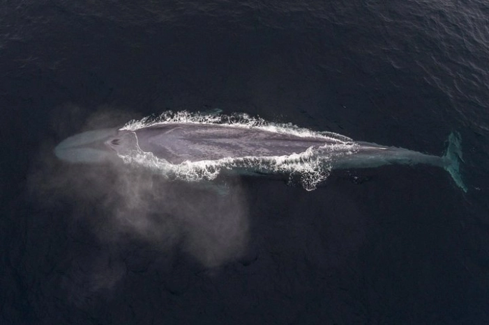 4 Hour Whale Watching Tour From Monterey