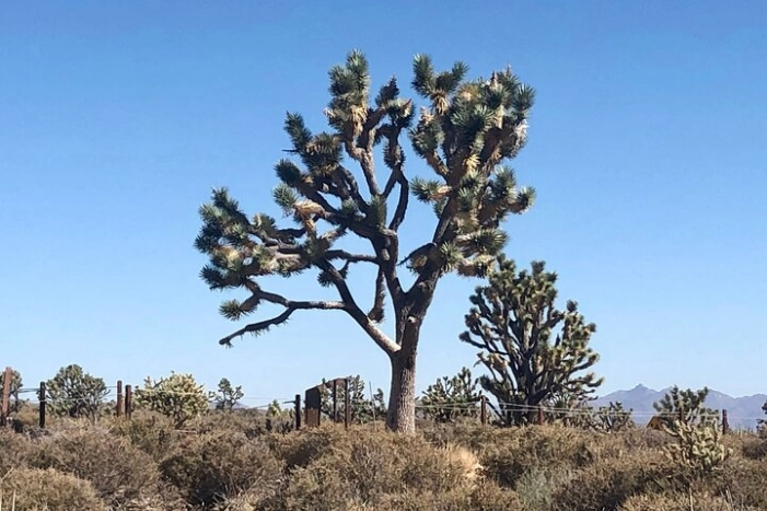 Image 13