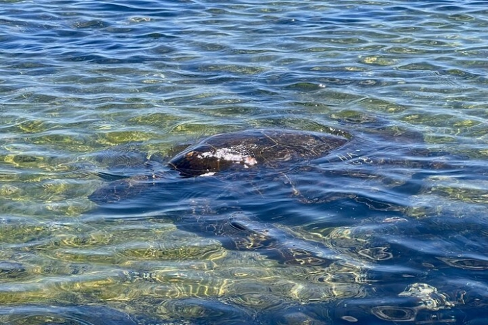 Image 8