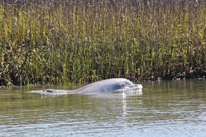 Beaufort Private Dolphin Excursions 