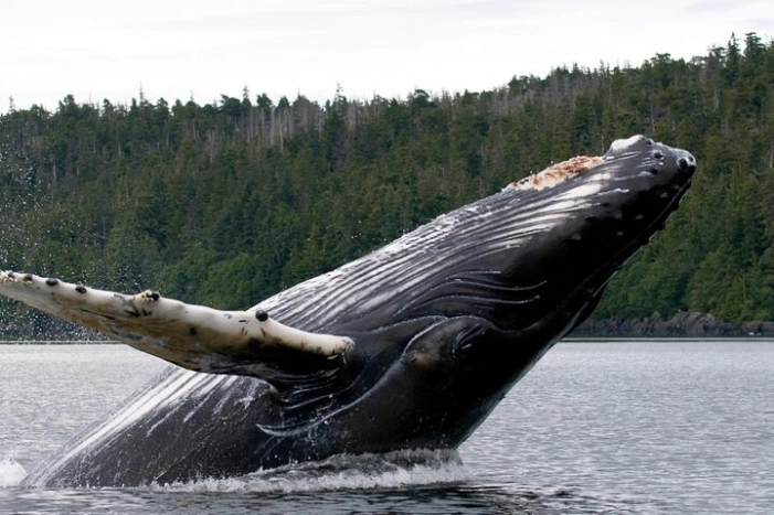 Private Ketchikan Wildlife and Sightseeing Tour 
