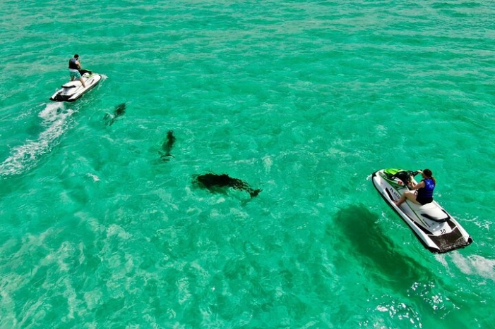 Jet Ski Dolphin Tour from Gilligan’s Watersports