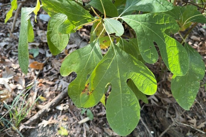 Image 2