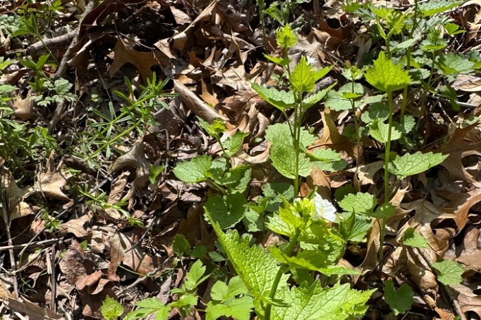 Image 14