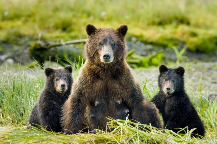 Sitka's Hidden Wonders | Wildlife Film Experience