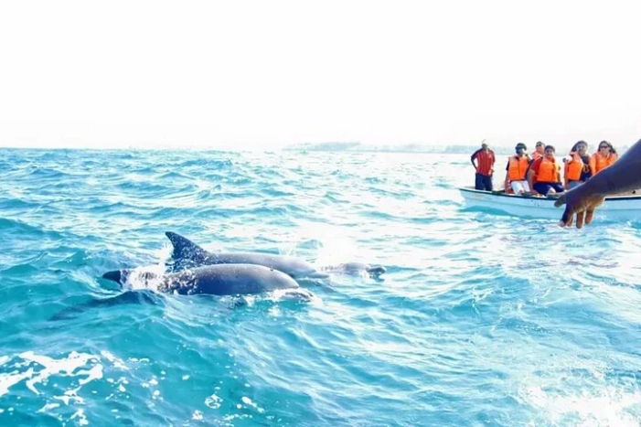 MIAMI: Key West Dolphin Watch Tour and other options