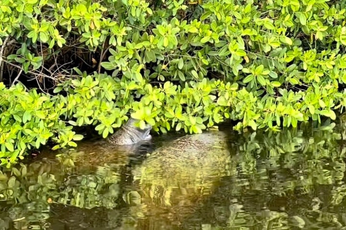 Image 15
