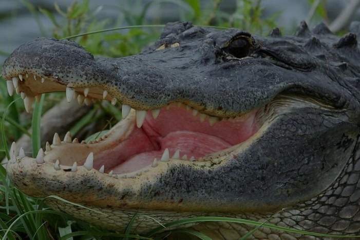 Airboat Rides Florida Everglades Captain Wayne