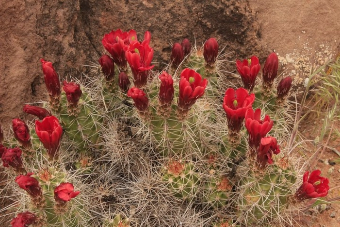 Image 4