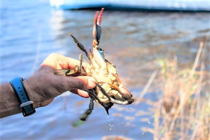 Hilton Head Crabbing Expedition Boat Cruise