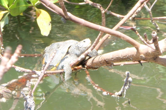 Image 5