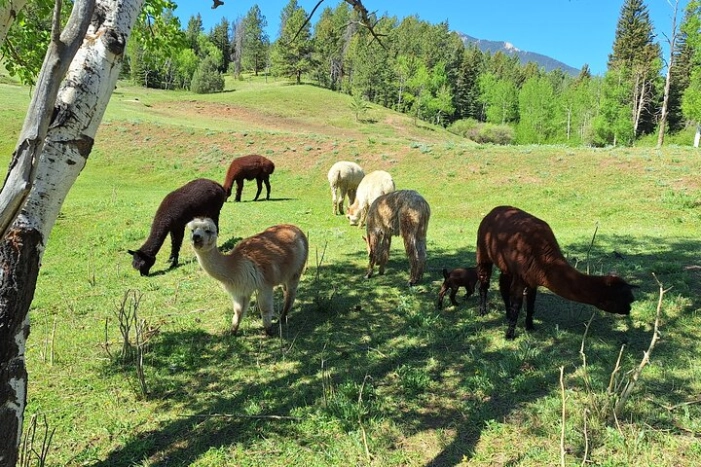 Image 15