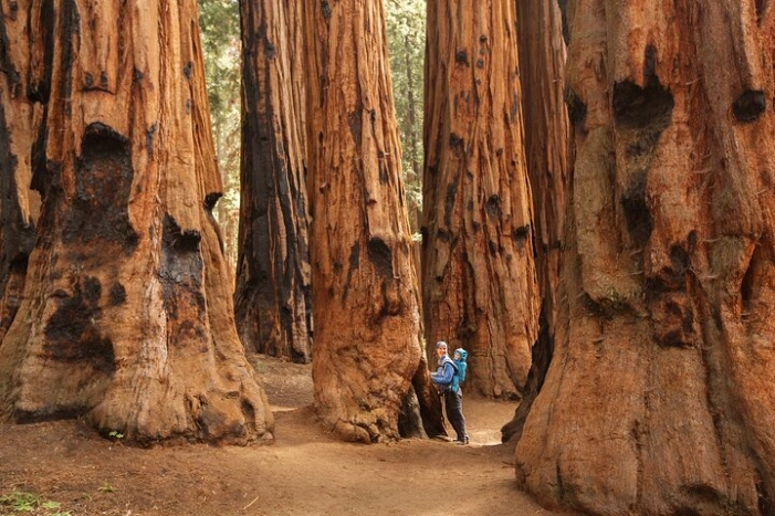Sequoia National Park Small Group Tour from Three Rivers