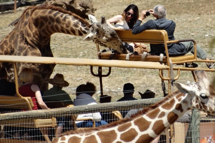 Experience our redwoods and wild Safari outdoor adventure 