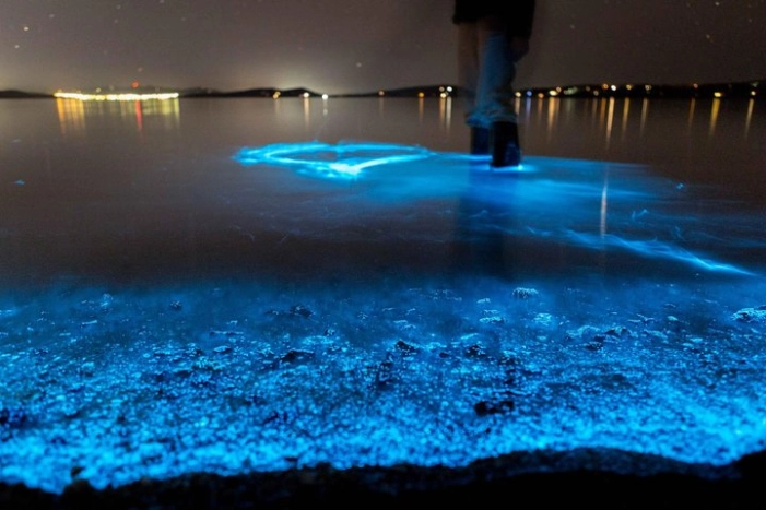 Florida Bioluminescence Kayaking Tour (Titusville)