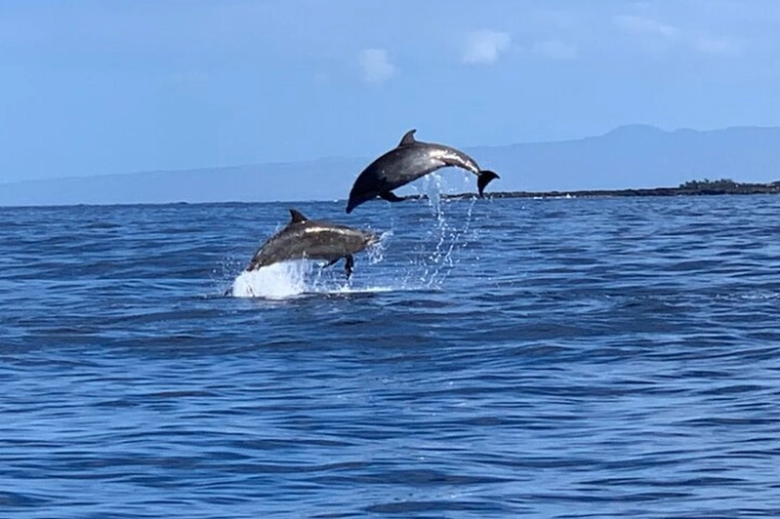 Dolphin Watch & Snorkel Captain Cook Monument Big Island Kailua-Kona Hawaii