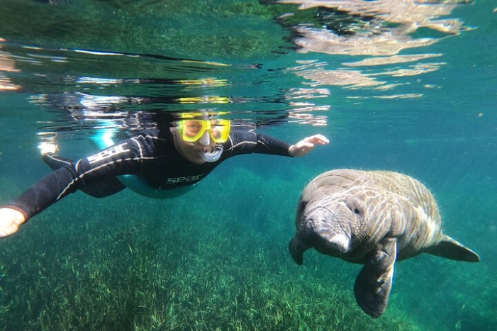 Semi-Private Manatee snorkeling with In Water Guide