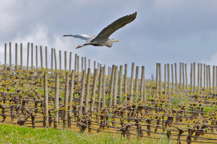 Small Group: Willamette Valley Wine Tour From Portland (Tasting Fees Included)